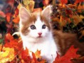/album/galerie-photos/chat-automne-jpg/